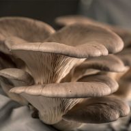 funghi grotte costozza